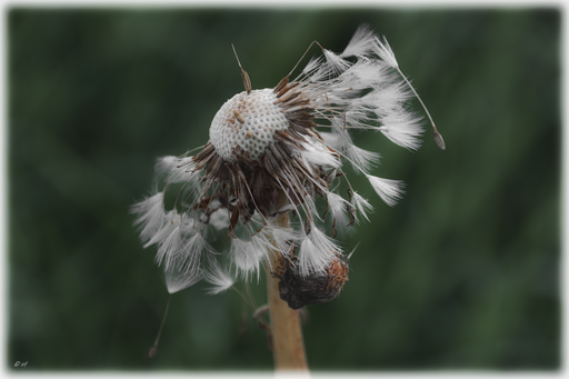Die Pusteblume des Löwenzahns - Einige Samen müssen sich noch auf die ungewisse Reise machen