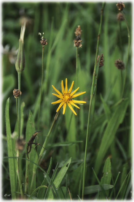 Eine junge Blüte des Wiesen-Bocksbarts