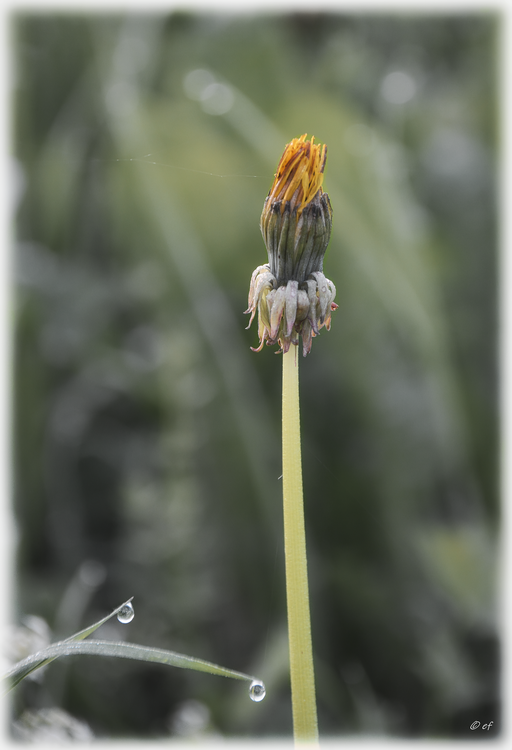 Eine geschlossene Blüte des Löwenzahns