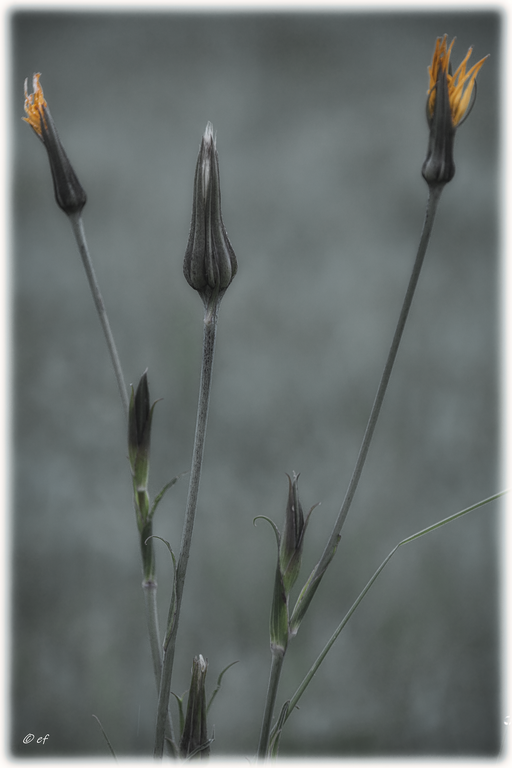 Der Wiesen-Bocksbart - Hier sind die Blüten noch geschlossen