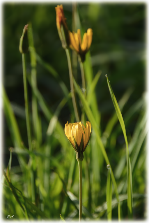 Die gelben Blüten des Wiesen-Bocksbarts 