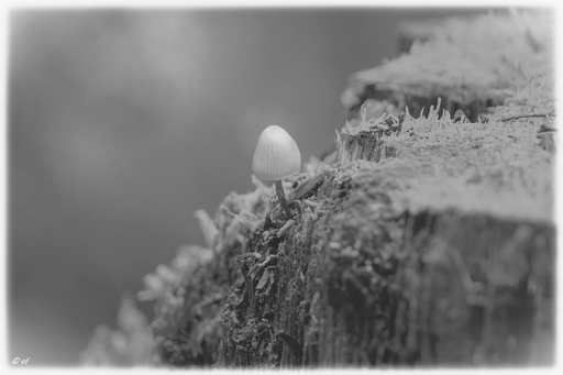 Der einsame Pilz