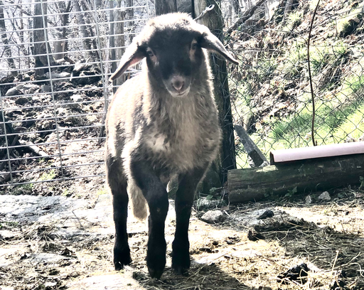 Donatello der Verschmuste! Dank Gianna's Patenschaft bleibt er trotz bei uns!