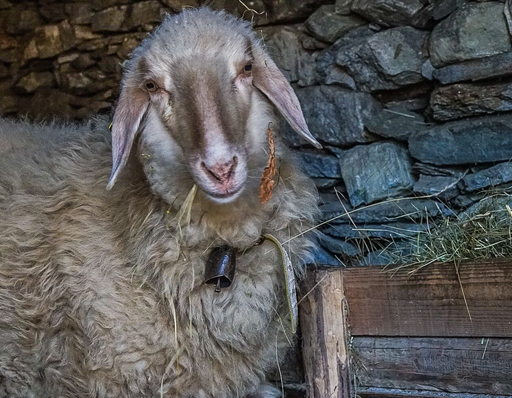 Pippi die Super Mamma von den Zwillingen Remo und Elba und vom einjährigen Donatello
