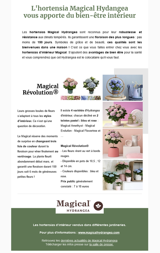 Dossier de presse Spécial "Jardin d'intérieur" - Hortensia d'intérieur Magical Hydrangea