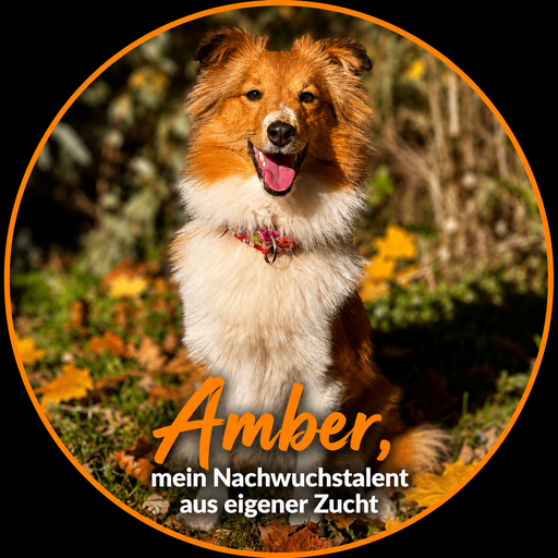 Aus eigener Zucht, mein Nachwuchshoffnung im Bereich der Unterordnung.