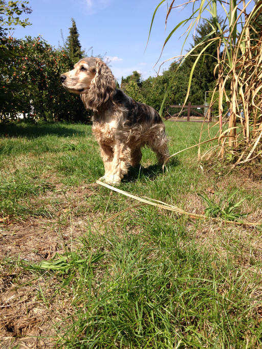 Gizmo in unserem Garten