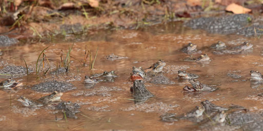 Wegen der Eiszeit im Februar sind die Frösche mit dem Ablaichen in diesem Jahr sehr spät dran. Umso mehr Gedränge gibt es in kleinen Gewässern.