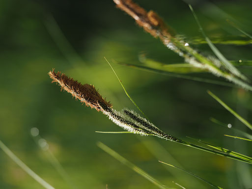Sumpf-Segge (Carex Acutiformis)