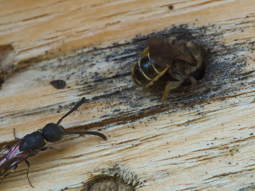 Gemeine Keulenwespe (Monosapyga clavicornis)