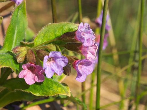 Geflecktes Lungenkraut (Pulmonaria officinalis)