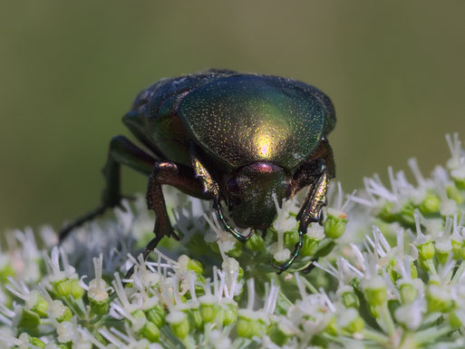 Goldglänzender Rosenkäfer (Cetonia aurata)