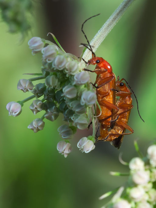 Roter Weichkäfer (Rhagonycha fulva) auf Echtem Mädesüß (Filipendula ulmaria)