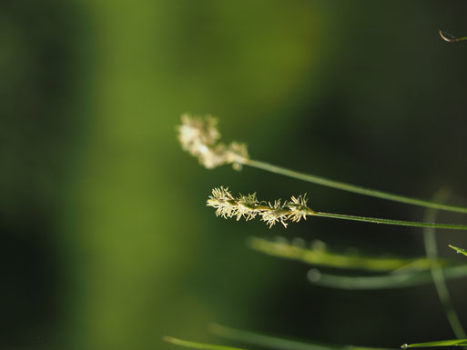 Zittergras-Segge (Carex Brizoides)