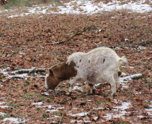 Une mini chèvre qui cherche de l'herbe sous les feuilles mortes