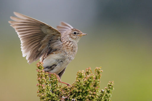 Die Feldlerche - Vogel des Jahres 2019. Foto: NABU/Peter Lindel