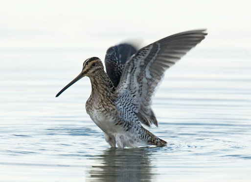 Die Bekassine - Vogel des Jahres 2013. Foto: Tom Dove