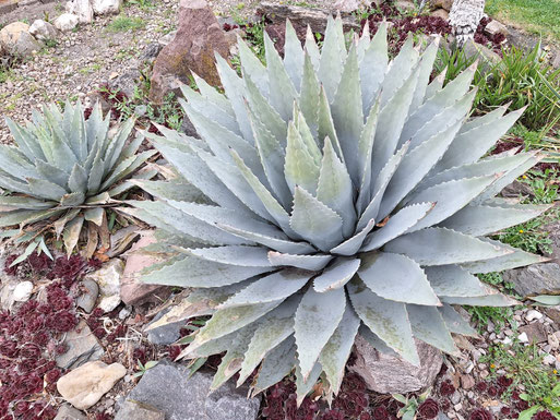 Agave megalacantha - Blühfähig