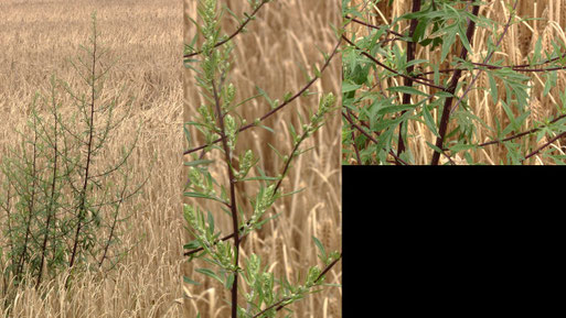 Gewöhnlicher Beifuß - Artemisia vulgaris; Feldrand bei Auerbach (G. Franke, 17.07.2021)