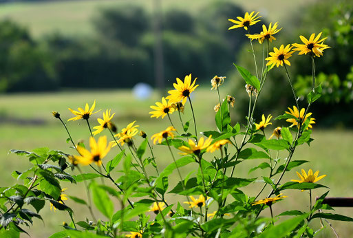 Topinambur - Helianthus tuberosus; in voller Blüte (G. Franke, 13.08.2025)