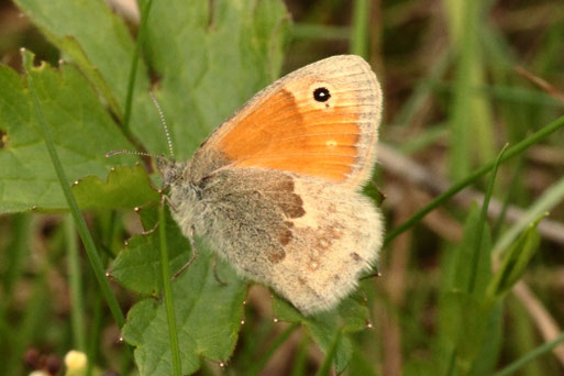 Kleines Wiesenvögelchen - Coenonympha pamphilus; bei Spielberg (G. Franke, 2022)
