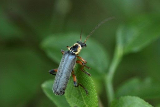 Graugelber Weichkäfer - Cantharis nigricans; Waldwegrand bei Dobel (G. Franke, 21.06.2020)