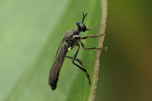 Schwarze Habichtsfliege - Dioctria atricapilla; Garten bei Spielberg (G. Franke, 13.06.2020)