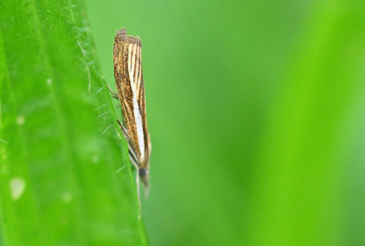 Gestreifter Graszünsler - Agriphila tristella; Gartenwiese bei Karlsbad-Spielberg (G. Franke, 23.08.2025)