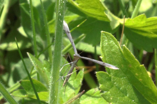 ein Schmetterling aus der Familie der Federmotten - Pterophoridae; Gattung Stenoptilia; Streuobstwiese südlich von Spielberg (G. Franke, 21.06.2022)