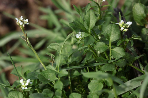 Behaartes Schaumkraut - Cardamine hirsuta; häufig, Ackerrand zwischen Langensteinbach und Auerbach (G. Franke, 04.02.2021)