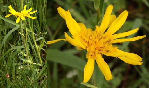 Wiesen-Bocksbart - Tragopogon pratensis ssp. orientalis; Streuobstwiese südlich von Spielberg; die ersten Pflanzen dieser Art öffnen ihre Blüten (G. Franke, 04.05.2022)