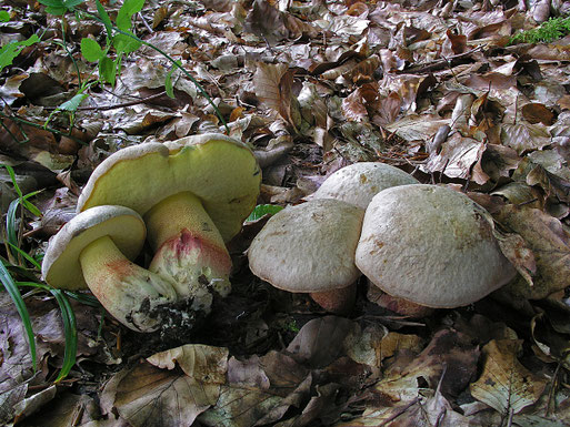 Silber-Röhrling - Boletus fechtneri (B. Miggel, Ottenhausen-Vogelsang, 2008)