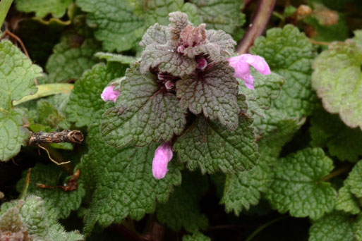 Purpur-Taubnessel - Lamium purpureum; häufig am Ackerrand bei Kalrsbad-Langensteinbach (G. Franke, 20.01.2021)