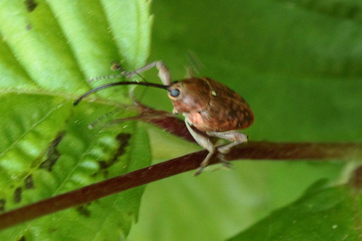 Eichelrüssler (Eichelbohrer) - Curculio glandium; Waldrand bei Karlsbad-Ittersbach (G. Franke, 07.05.2020)