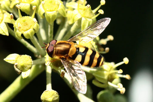 Große Schwebfliege - Syrphus ribesii; auf Efeublüten bei Spielberg (G. Franke, Oktober 2020)