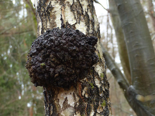B. Miggel