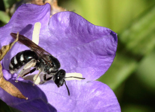 Glockenblumen-Scherenbiene - Chelostoma rapunculi, bei Karlsbad-Spielberg (G. Franke, 10.07.2020)