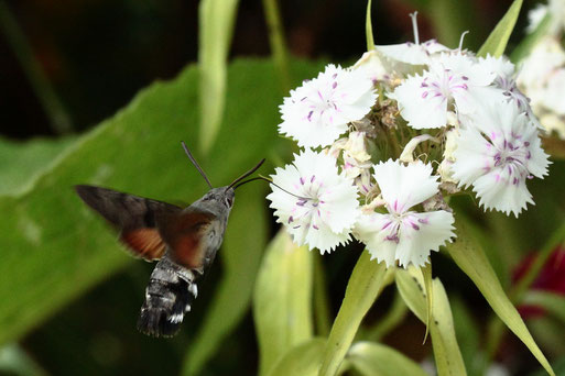 ein Taubenschwänzchen beim Blütenbesuch in Spielberger Garten (G. Franke, 18.06.2022)