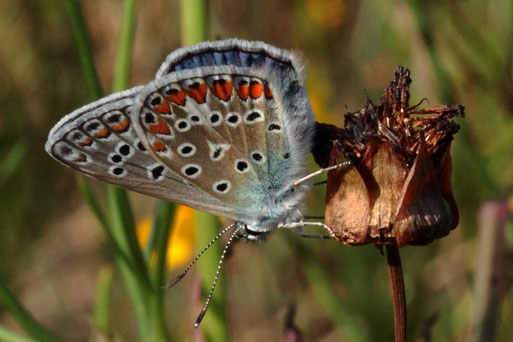 Hauhechel-Bläuling - Polyommatus icarus; auf der Blühfläche (G. Franke, 11.08.2020)