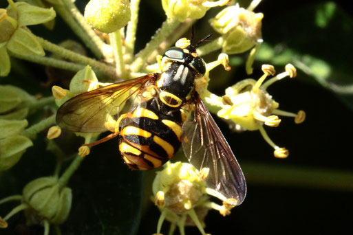 Kahle Wespenschwebfliege - Chrysotoxum intermedium;  auf Efeublüten; späte Flugzeit; ca. 12 mm 3. Fühlerglied länger als 1. u. 2. zusammen; spärliche Hinterleibsbehaarung; dunkler Flügelrand zieht sich bis zur Flügelspitze (G. Franke, Spielberg, 24.10.21)
