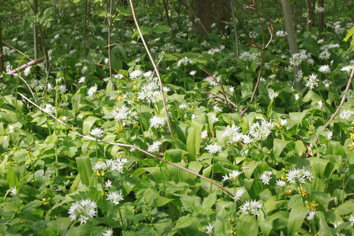 Bärlauch - Allium ursinum; Auwald bei Rappenwörth (G. Franke, 28.04.2010)