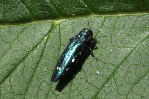 Zweipunktiger Eichenprachtkäfer - Agrilus biguttatus; Streuobstwiesenrand an Gehölzstreifen südlich von Spielberg (G. Franke, 16.07.2022) 