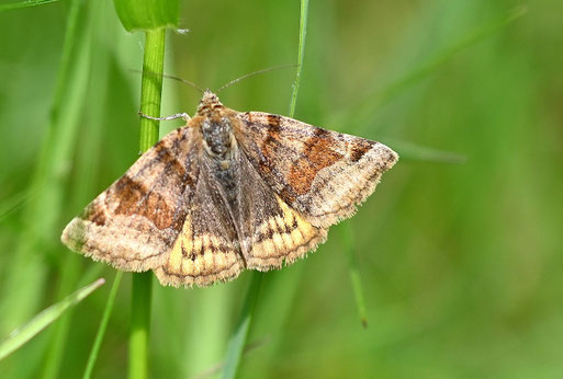 Braune Tageule - Wiese bei Karlsbad-Spielberg (G. Franke; 10.05.2026)