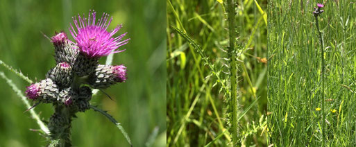 Sumpf-Kratzdistel - Cirsium palustre; Streuobstwiese südwestlich von Spielberg in der Nähe eines kleinen Bachlaufes (G. Franke, 25.05.2022)