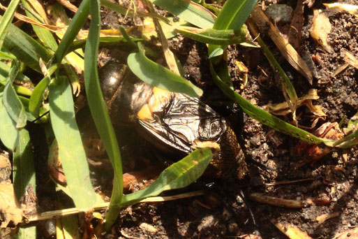 Feldgrille - Gryllus campestris; Wegrand bei Karlsbad-Spielberg (G. Franke, 26.05.2019)