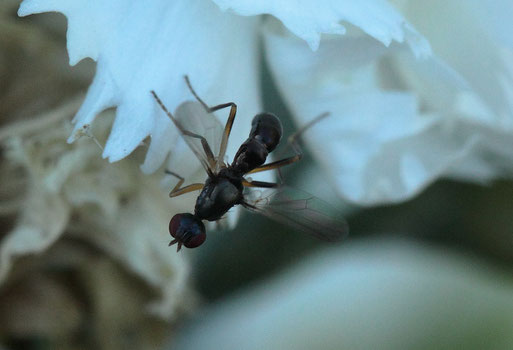 Ameisenähnliche Glanzschwingfliege - Nemopoda nitidula; Spielberger Garten (G. Franke, 19.06.2018)