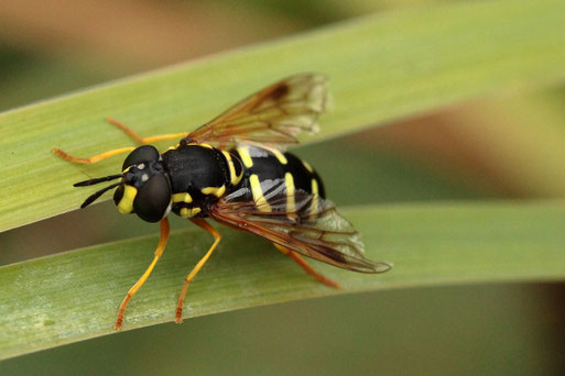 Späte Wespenschwebfliege, weibl., im Garten auf Blättern ruhend (G. Franke, 25.09.2019)