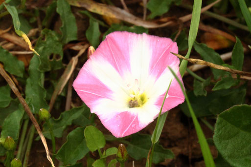Acker-Winde - Convolvulus arvensis;  Ackerrand bei Auerbach (G. Franke, 05.06.2021)