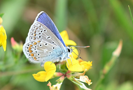 Hauhechel-Bläuling - Polyommatus icarus; bei Karlsbad-Spielberg (G. Franke, 05.07.2026)