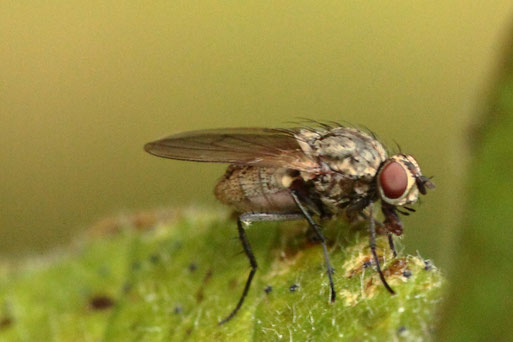 Ungepunktete Hausfliege - Helina impunctata; Garten bei Spielberg (G. Franke, 06.11.2019)